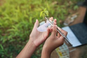 Farmer researching growth of plant in greenhouse. Agriculture concept.